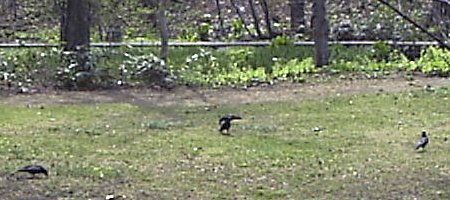 北海道大学農学部附属植物園